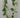 Wisteria Garland Cream 6' - Evergreen Home and Floral